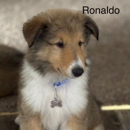 Waylon (Blue Collar) - Sable and white male Collie puppy in Norris City, Illinois from Hoskins Collies