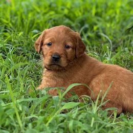 Golden Retriever Puppies from Legacy Farm Goldens