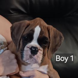 Boy 1 Flashy light brindle - Brindle male Boxer puppy in Morriston, Florida from Like The Wind Boxers