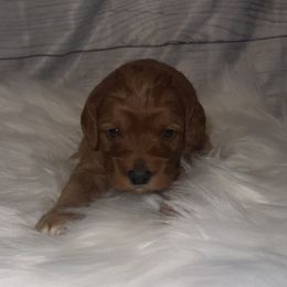 Girl 1 - Cream female Cockapoo puppy in Colorado from Garrett Doodles