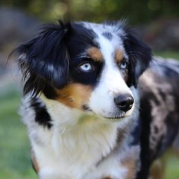 Blue - Miniature American Shepherd