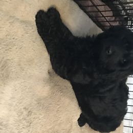 Goldendoodle Puppies from Flightline Doodles