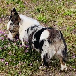 Charlene - Blue merle and white female Cardigan Welsh Corgi puppy in Kerens, West Virginia from Leather & Lace
