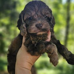 Dark Pink Female - Brown and white female Cockapoo puppy in Mocksville, North Carolina from Hunting Creek Farms