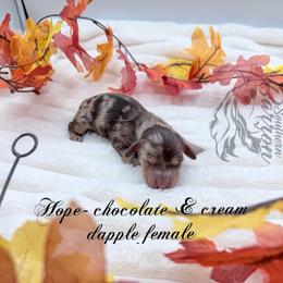 Hope - Dapple female Dachshund puppy in Prairieville, Louisiana from Southern Barron Danes & Dachshunds