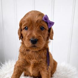 Marlee - Red  female Goldendoodle puppy in Amery, Wisconsin from Cornerstone Retrievers