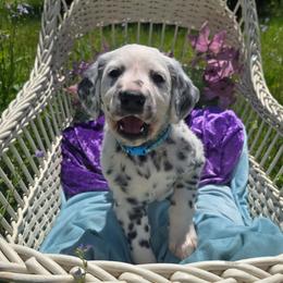 Tiernan (LUA Longcoat) - White and black male Dalmatian puppy in Salem, Missouri from Paradise Spots Dalmatians