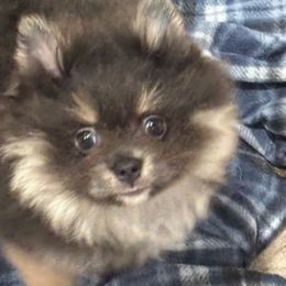 Navi blue - Blue and tan female Pomeranian puppy in Palatka, Florida from Sugarland Pomeranians