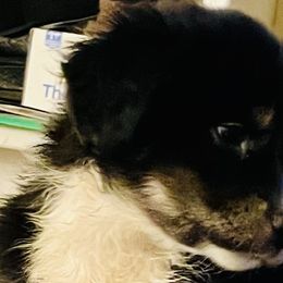 Lexus - Black Miniature Australian Shepherd puppy in City Island, New York from Tailormade Aussies