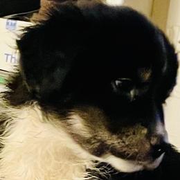 Lexus - Black Miniature Australian Shepherd puppy in City Island, New York from Tailormade Aussies
