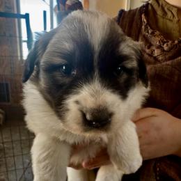 Victoria- red - Badger female Colorado Mountain Dog puppy in Cotopaxi, Colorado from Once Upon A Moose (OUM)