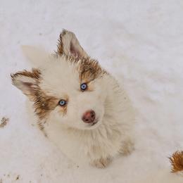Chihowa Hucha - male Native American Indian Dog puppy in Brimfield, Massachusetts from Seven Sisters Canids