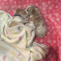 Dachshund puppies from Susan's Dachshunds