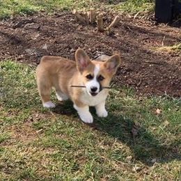 Pembroke Welsh Corgi Puppies from Mountain Maryland Corgis