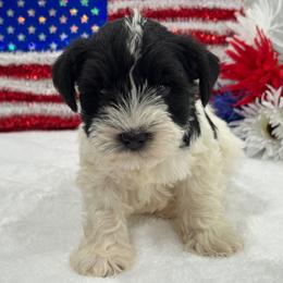 Piper Male 2 - Parti male Miniature Schnauzer puppy in Pageland, South Carolina from New Haven Farms