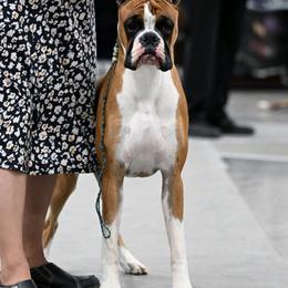 Apollo - Boxer