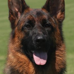Tesla - German Shepherd