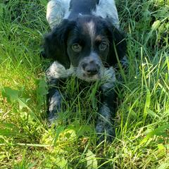 French Brittany Puppies from Dakota Point Kennel