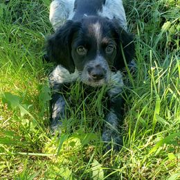 French Brittany Puppies from Dakota Point Kennel
