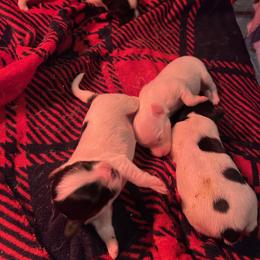 Papillon Puppies from ANTON KOTLJAROV