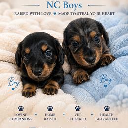 Black and Tan Male - Black and tan male Dachshund puppy in Lenoir, North Carolina from Yadkindale Kennel