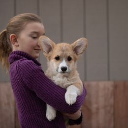 Martin - Red male Pembroke Welsh Corgi puppy in La Grange, Wyoming from Merrygold Corgis