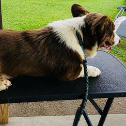 Call - Liver and white male Cardigan Welsh Corgi puppy in Kerens, West Virginia from Leather & Lace