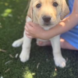 Pink - Yellow female Labrador Retriever puppy in Paulden, Arizona from Carefree Samoyeds & Deserthills Labradors