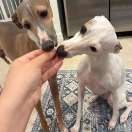 Italian Greyhound puppies from The Noodle Nest