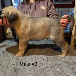 Male 3 - Fawn male Anatolian Shepherd Dog puppy in Daggett, Michigan from T&S Anatolians