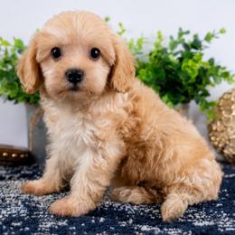 Buzz - Red male Cavapoo puppy in Salt Lake City, Utah from SunnySide Mini Doodles