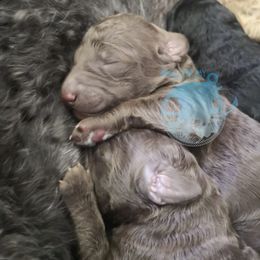 Poodle Puppies from Shallow Bay Standard Poodles