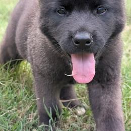 Nebula's Girl 3 - Black female Akita puppy in South Carolina from Sierra Mountain Akitas