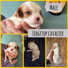 Yellow - Blenheim male Cavalier King Charles Spaniel puppy in Greenleaf, Wisconsin from Ledgetop Family Cavaliers