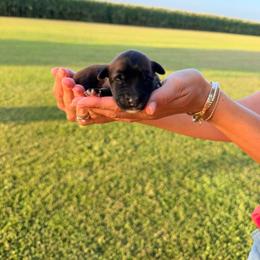 Cat Woman - Wheaten female Soft Coated Wheaten Terrier puppy in Illinois from Sarabeth's Friendly Pups