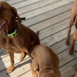 Vizslas from Vizsla of Florida
