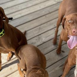 Vizslas from Vizsla of Florida