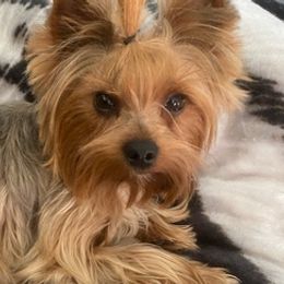Yorkshire Terriers from Sweet Mercy Paws