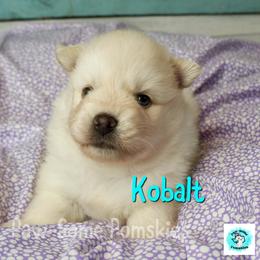 Kobalt - White female Pomsky puppy in Krum, Texas from Paw-Some Pomskies