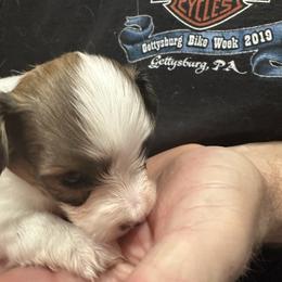 Suczka - Sable female Papillon puppy in Middleville, Michigan from Cheryl's Papillons