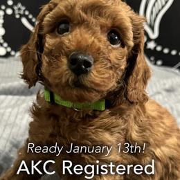 Rocky - Red  Poodle puppy in Houston (Rosenberg Area), Texas from Danielle's Poodles