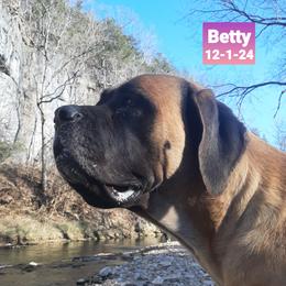 Betty - Mastiff