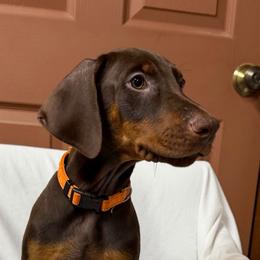 Fiona - Red Girl (Orange Collar) - Red and rust female Doberman Pinscher puppy in Centralia, Missouri from TopSpots Farm