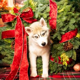 Rosalind - Gray and white female Siberian Husky puppy in Meadow Vista, California from Thistle Hill Siberians