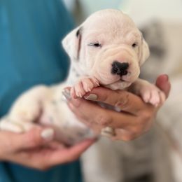Girl 6 - female Dalmatian puppy in Tulsa, Oklahoma from White House Dals