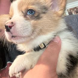 Mochi - Blue merle and white male American Corgi puppy in Orangevale, California from Corgis of the Heart