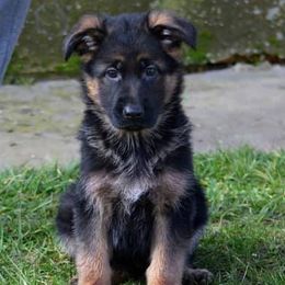 German Shepherds from Rusak Shepherds