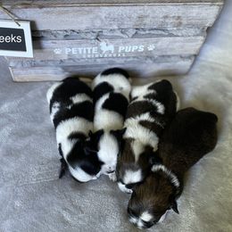 Chihuahua Puppies from Petite Pups