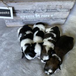 Chihuahua Puppies from Petite Pups