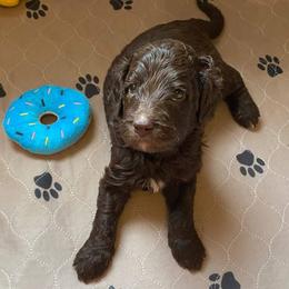 Goldendoodle and Sheepadoodle Puppies from IE Family Doodles